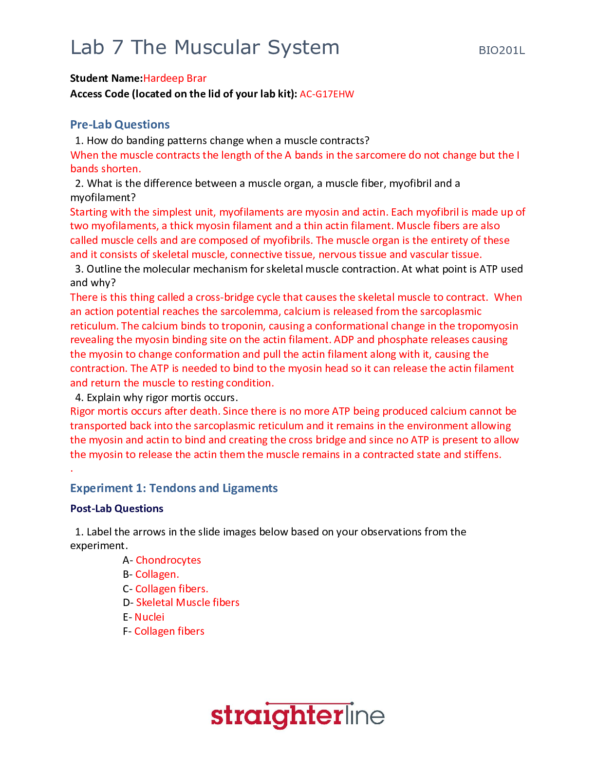 Preview image for Lab 7 The Muscular System Lab Assessments with Correct Answers