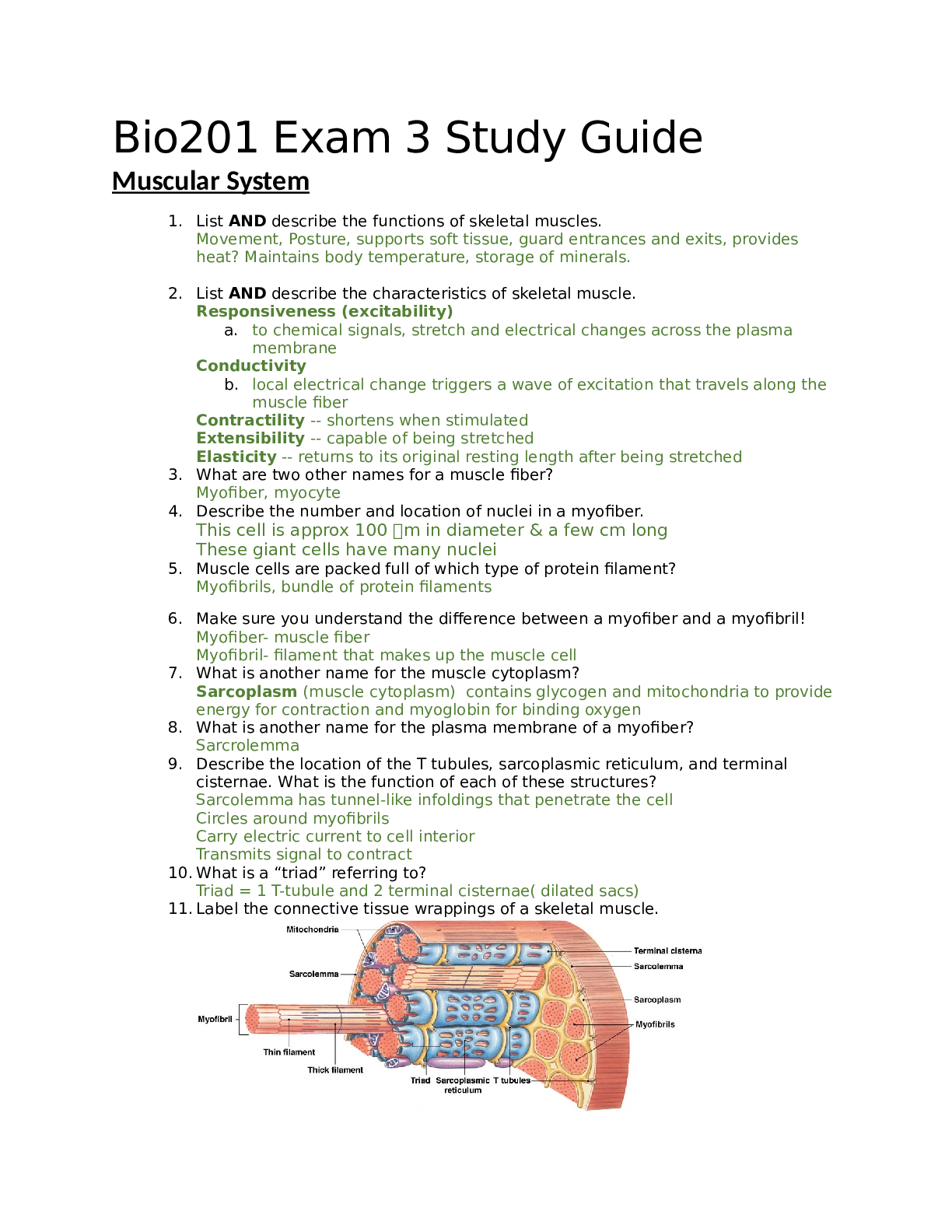 Preview image for Bio201 Exam 3 Study Guide Muscular System