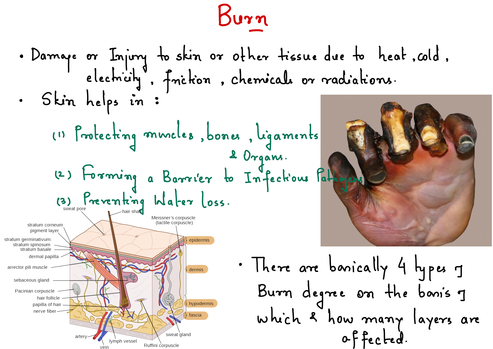 Preview image for Burns Nclex Summary  Notes