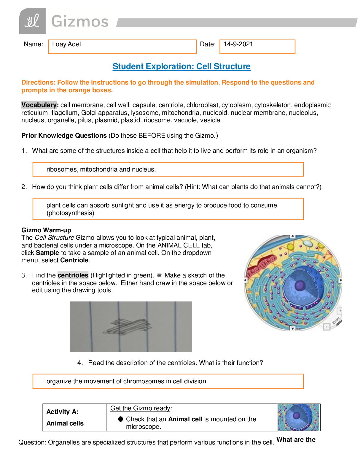 Preview of Gizmo Cell Structure | Student Exploration: Cell Structure 2021 | ALL ANSWERS CORRECT