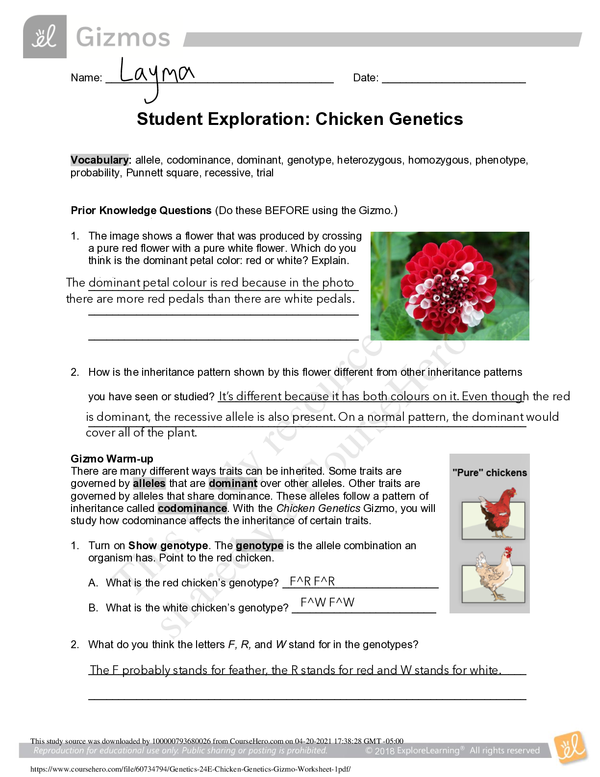 Preview of GIZMOS. BIO SBI4U>Genetics 24E Chicken Genetics Gizmo Worksheet (1).ALL ANSWERS CORRECT(10
