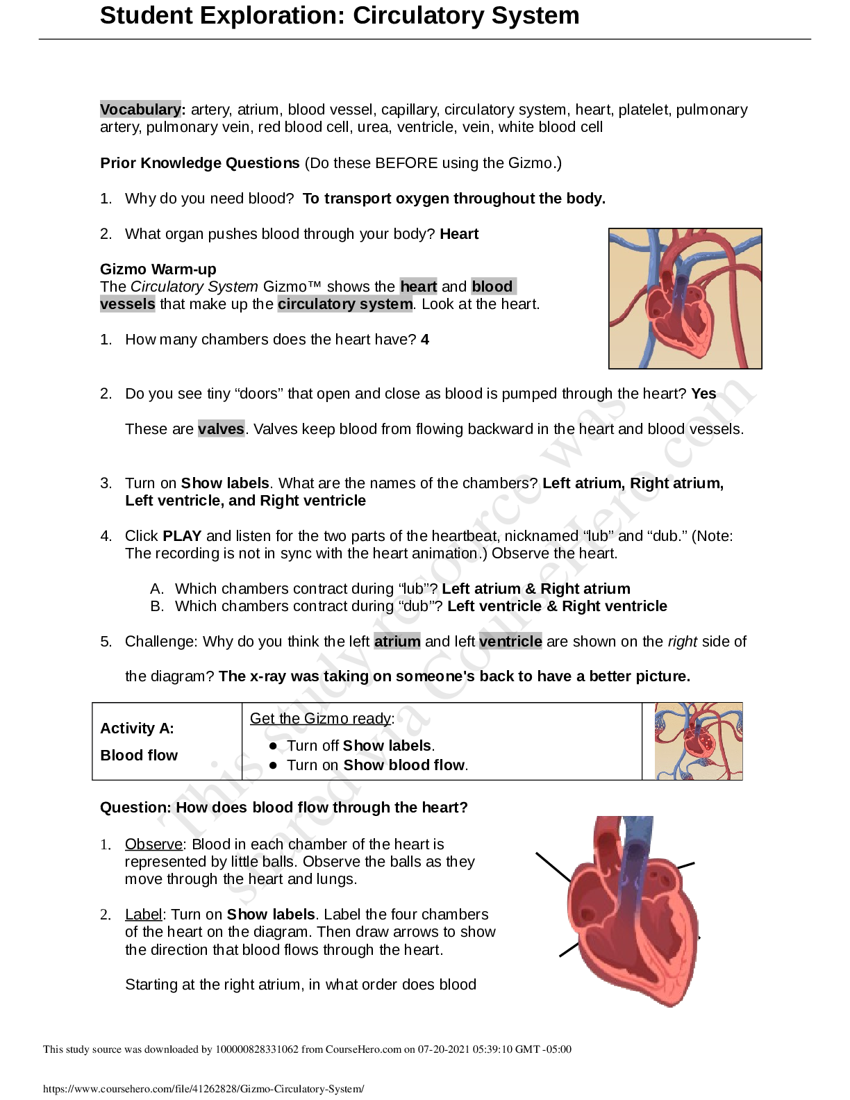 Preview image for Gizmo Circulatory System ( ALL ANSWERS CORRECT )