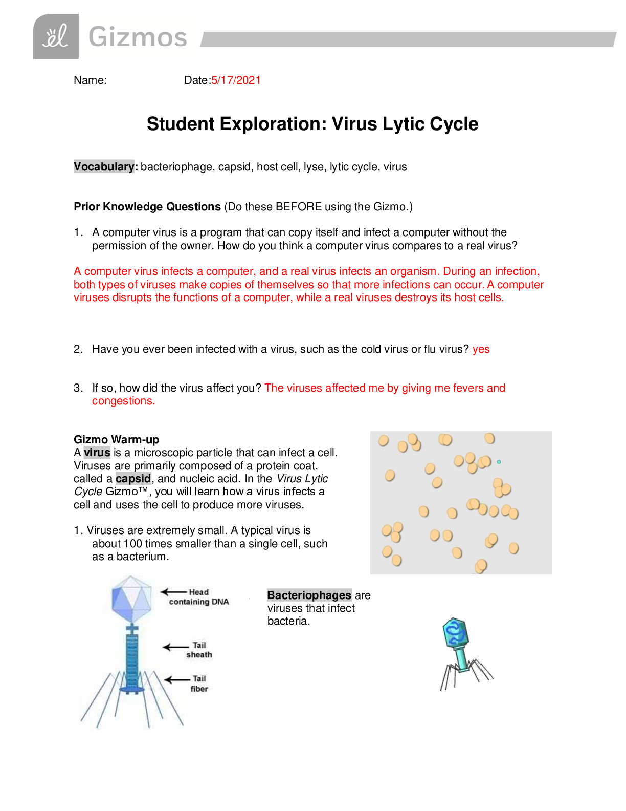Preview image for Gizmo Virus Lytic Cycle Student Exploration Sheet | Student Exploration: Virus Lytic Cycle (answered)