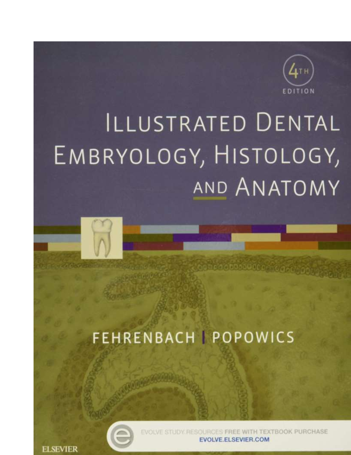 Preview image for TESTBANK FOR ILLUSTRATED DENTAL EMBRYOLOGY HISTOLOGY AND ANATOMY 4TH EDITION MARGARET J. FEHRENBACH TRACY POPOWICS|COMPLETE GUIDE RATED A