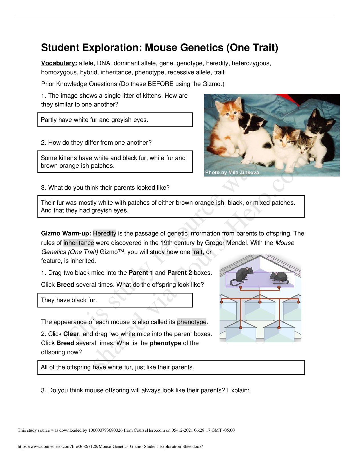 Preview of Mouse Genetics Gizmo Student Exploration Sheet
