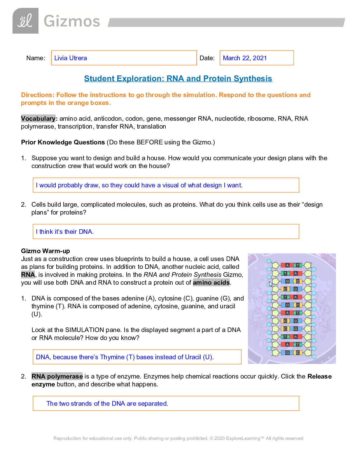 Preview image for STUDENT EXPLORATION: RNA and Protein Synthesis 2021 NEW Gizmos Lab.