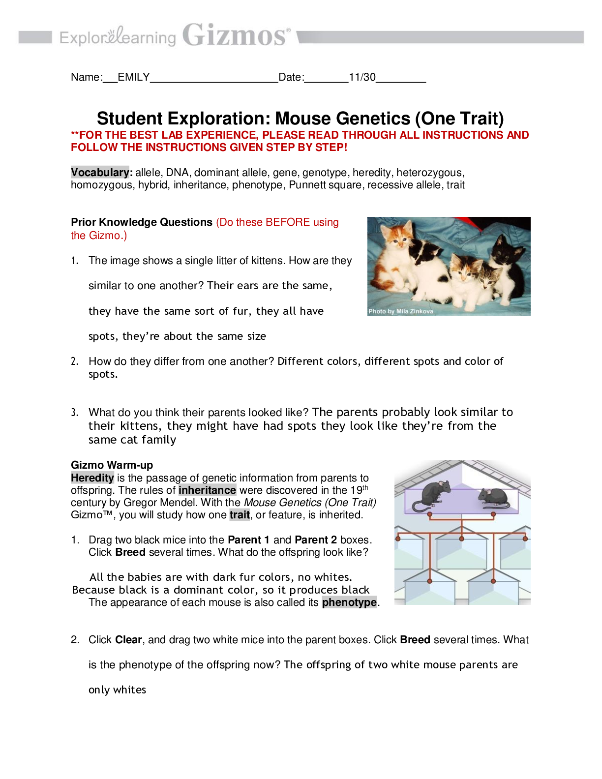 Preview image for Explore Learning Gizmos; Student Exploration: Mouse Genetics (One Trait); answered Latest 2021